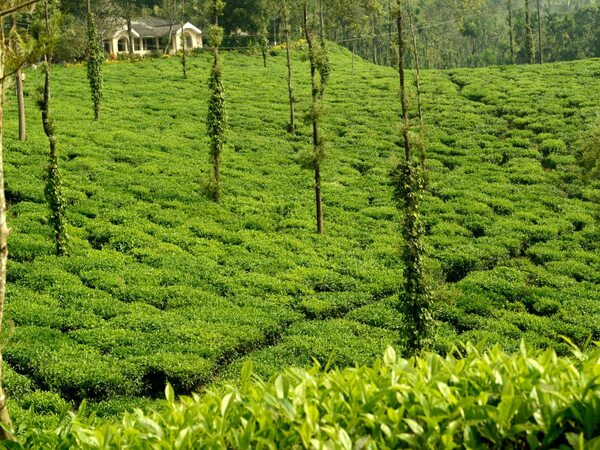 Mandalpatti Jeep Safari & Sightseeing | Tour Packages in Coorg | Best Tour Packages in Madikeri Coorg | Sightseeing Packages in Coorg | Best Travels in Coorg | Travel near me | Local Sightseeing in Coorg | Mandalpatti Jeep Safari | Best Jeep Safari in Coorg | Travels in Coorg | Travel Agency in Coorg | Best Travels in Coorg | Travel Agency in Madikeri | Local Sightseeing in Madikeri Coorg | Madalpatti Jeep Safari | Coorg tours | Madikeri sightseeing | Mandalpatti jeep safari | Coorg room booking | Kushalnagar sightseeing | Coorg outstation trips | Madikeri accommodation | Coorg pickup and drop services | Coorg travel packages | Sree Raksha Holidays Coorg | Coorg tourism | Coorg travel packages | Madikeri sightseeing | Mandalpatti jeep safari | Coorg waterfalls (e.g., Abbey Falls, Irupu Falls) | Coorg coffee plantations | Coorg homestays | Coorg adventure tours | Coorg trekking (Tadiandamol Peak, Brahmagiri) | Coorg wildlife sanctuaries (Nagarahole, Pushpagiri) | Coorg cultural tours (Kodava culture, temples, monasteries) | Coorg eco-tourism | Coorg nature tours | Coorg family holidays | Coorg outstation trips | Kushalnagar sightseeing | Dubare Elephant Camp | Coorg room booking | Coorg pickup and drop services | Coorg honeymoon packages | Best time to visit Coorg | Coorg local cuisine | Sustainable tourism Coorg | Coorg travel guide | Coorg weekend trips from Bangalore